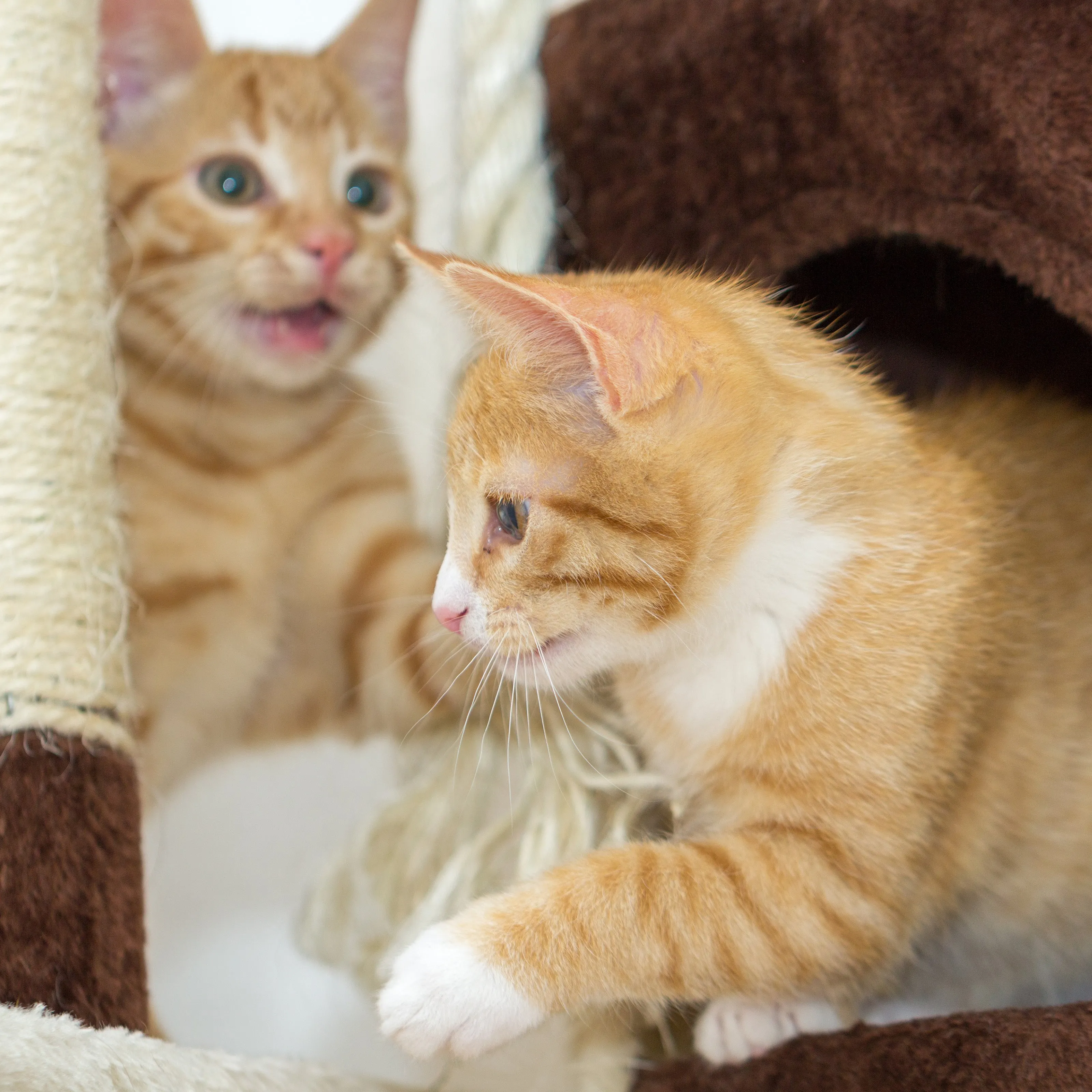 4-Tier Cat Tower for Indoor Cats