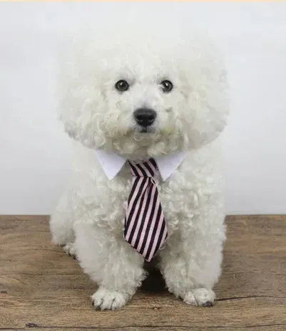 Adjustable Pet Cat Necktie – Gentleman Accessories for Dogs & Cats