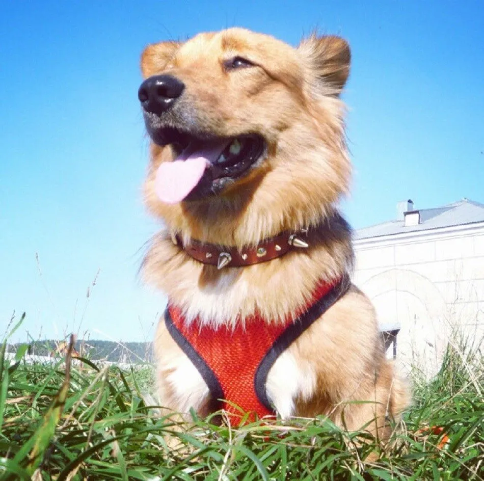 Adjustable Soft Breathable Dog Harness Nylon Mesh Vest Harness