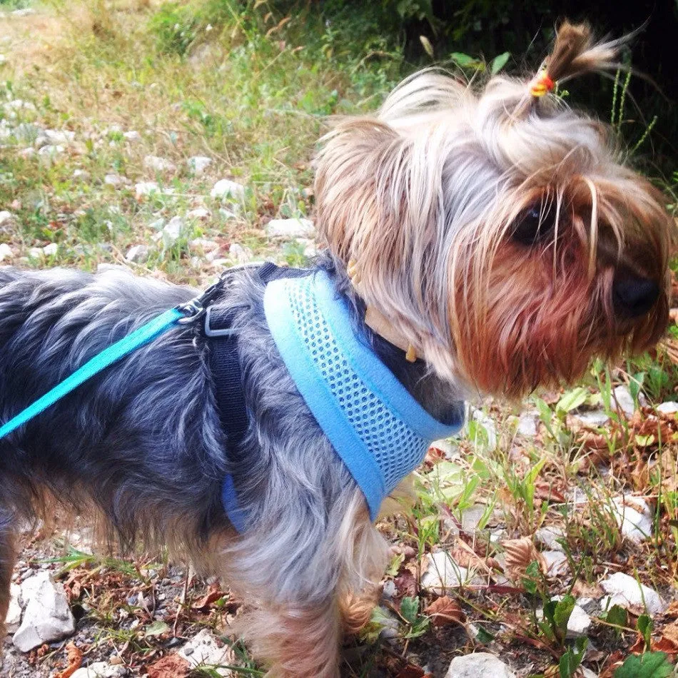 Adjustable Soft Breathable Dog Harness Nylon Mesh Vest Harness