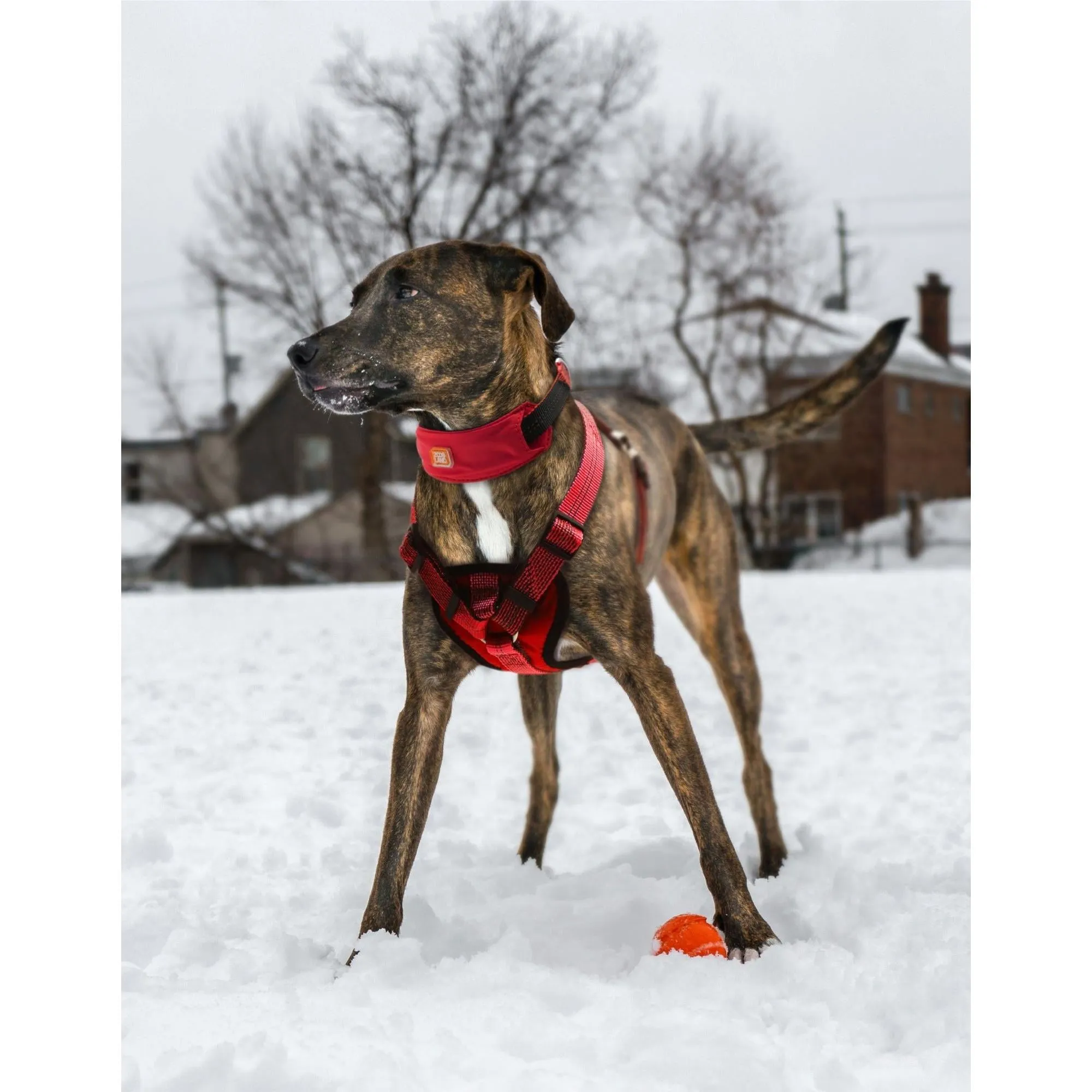 Comfortable, durable, and highly visible pet leash and harness.