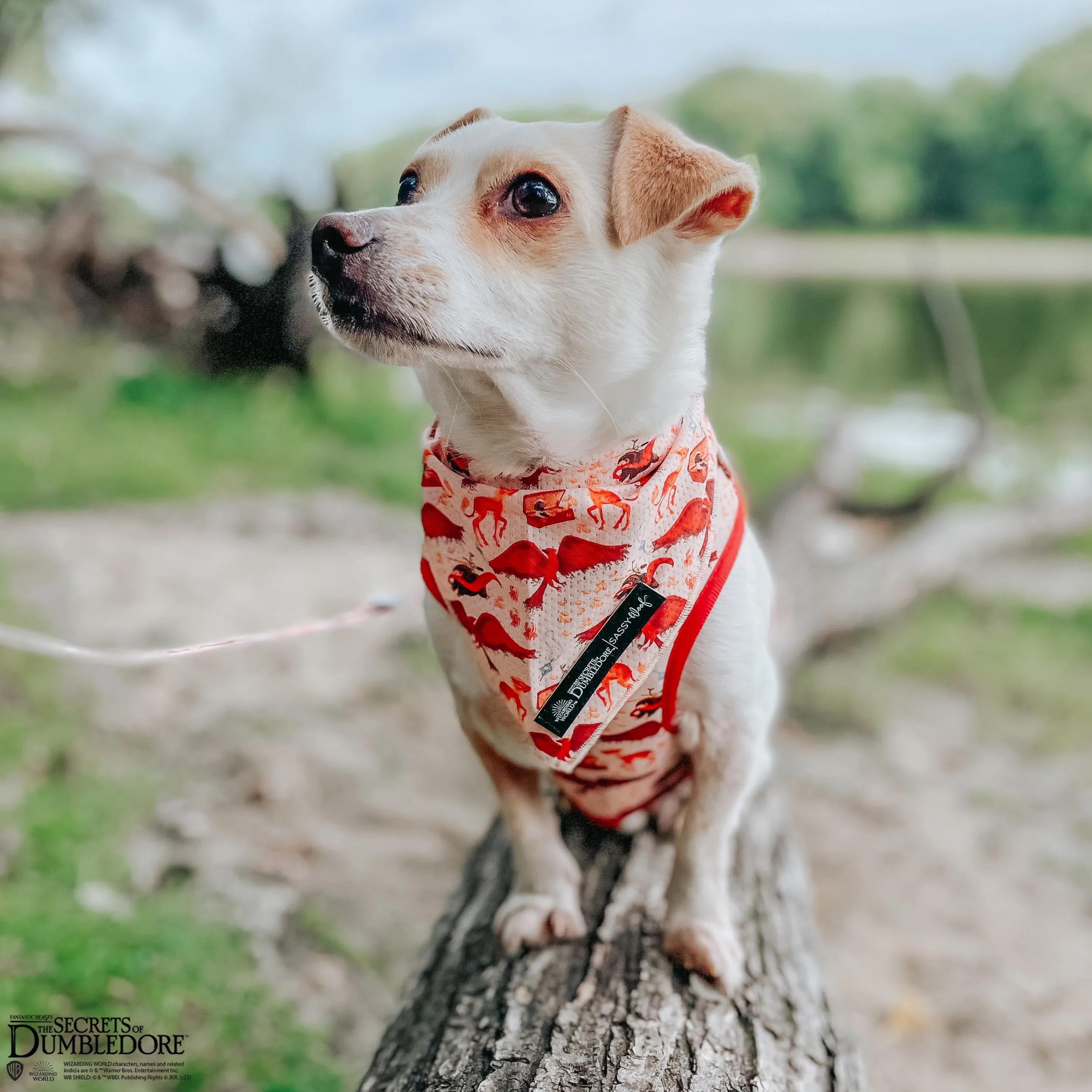 Dog Bandana - Fantastic Beasts™