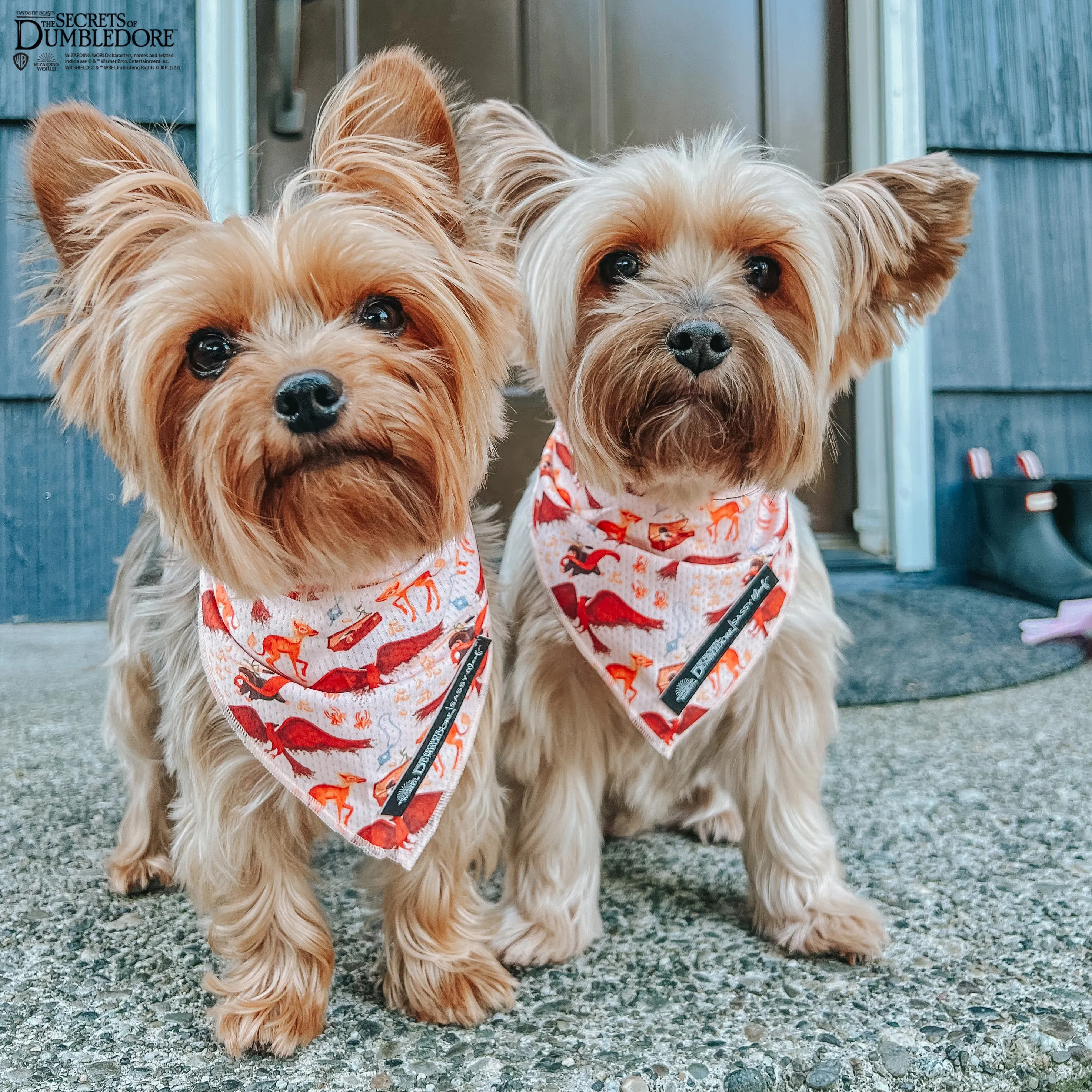 Dog Bandana - Fantastic Beasts™