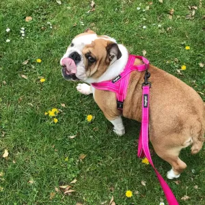 Dog Harness With Comfortable Lining And Dog Lead
