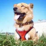 FLASH SALE FREE! COLORFUL SOFT MESH FRONT SMALL DOG HARNESS SIZES XS - XL