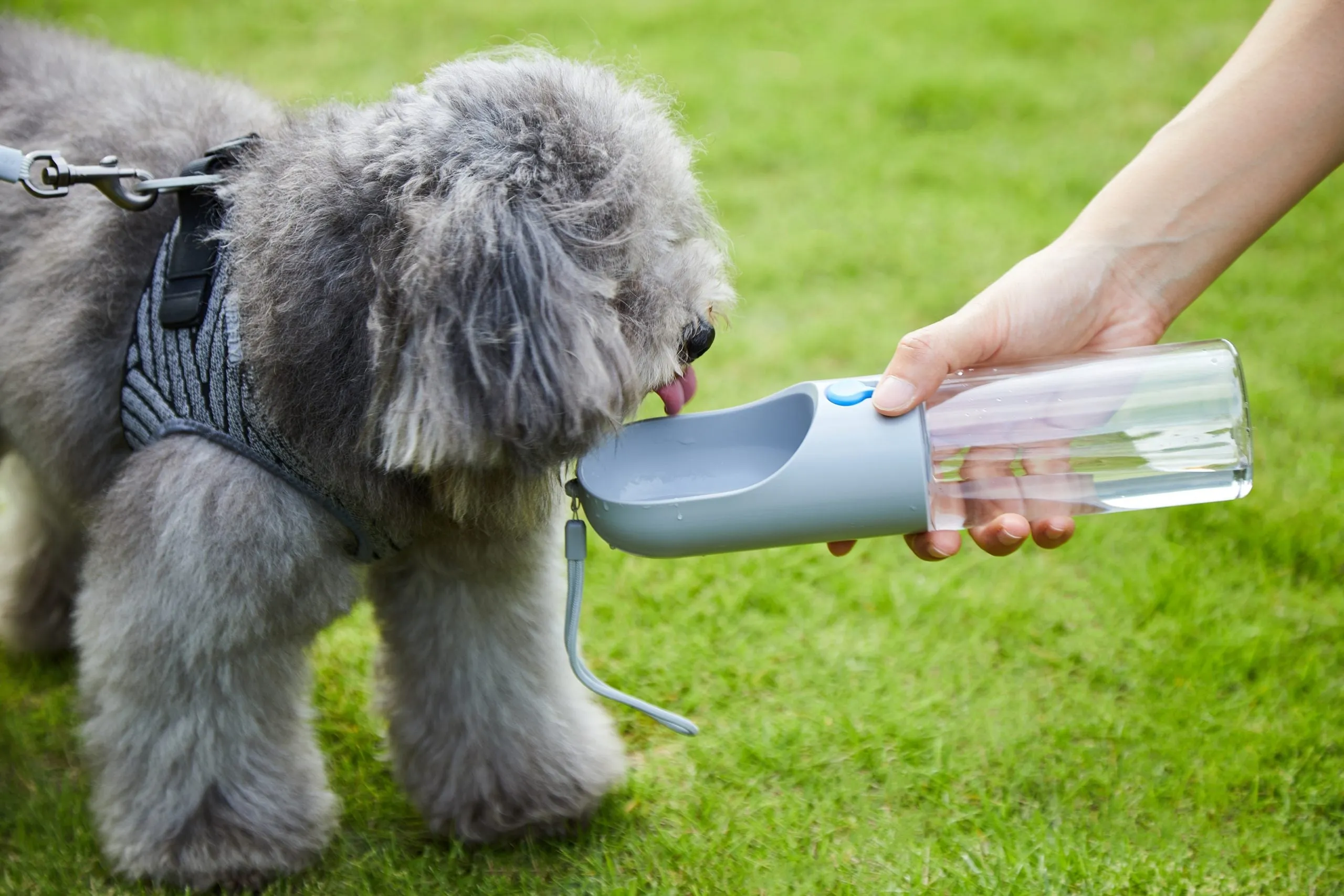 PETKIT Pet Bottle "300ml" [Grey]