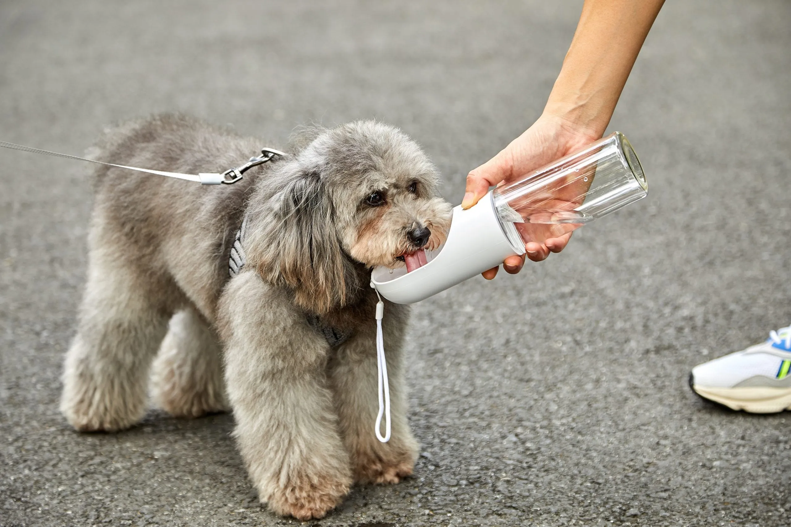 PETKIT Pet Bottle "300ml" [Grey]