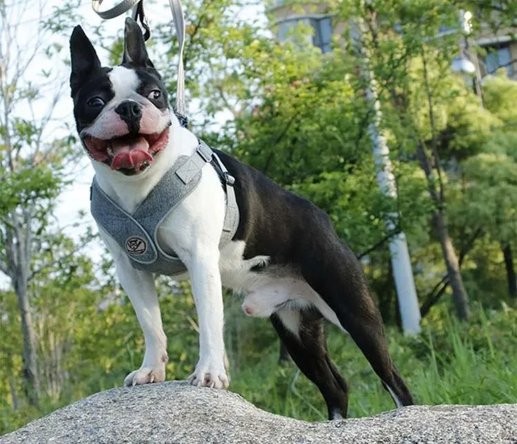Reflective Dog Harness - Step In Harness - Night Time Visibility