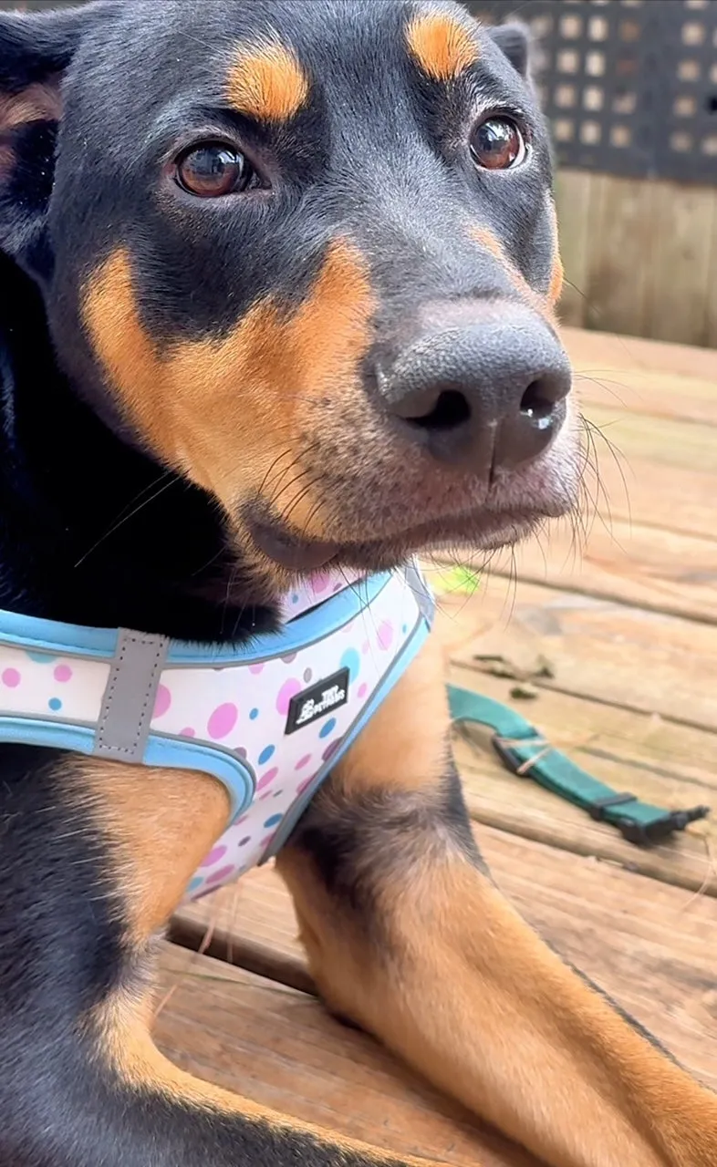 Sky Blue Harness Set